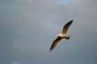 Flying Seagull(s), Canada Stock Photos