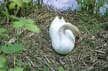 Baby Swans, Stanley Park