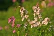 Flowers, Canada Stock Photographs