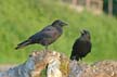 Crow, Canada Stock Photos