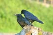 Crow, Canada Stock Photos