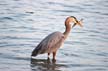 Great Blue Heron, Canada Stock Photos