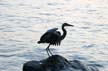 Great Blue Heron, Canada Stock Photos