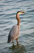 Great Blue Heron, Canada Stock Photos