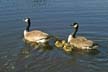 Geese Family, Canada Stock Photos