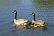 Geese Family, Canada Stock Photos