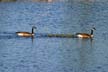 Geese Family, Canada Stock Photos