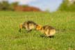 Geese Family, Canada Stock Photos