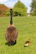 Geese Family, Canada Stock Photos