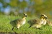 Geese Family, Canada Stock Photos