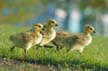 Geese Family, Canada Stock Photos