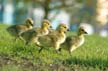 Geese Family, Canada Stock Photos