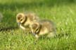 Geese Family, Canada Stock Photos