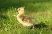 Geese Family, Canada Stock Photos