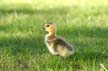 Geese Family, Canada Stock Photos