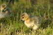 Geese Family, Canada Stock Photos