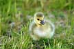 Geese Family, Canada Stock Photos