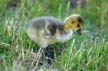 Geese Family, Canada Stock Photos