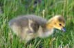 Geese Family, Canada Stock Photos