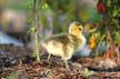 Geese Family, Canada Stock Photos