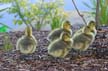 Geese Family, Canada Stock Photos