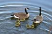 Geese Family, Canada Stock Photos