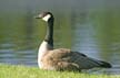 Canadian Geese, Canada Stock Photos