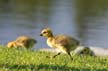 Canadian Geese, Canada Stock Photos