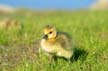 Canadian Geese, Canada Stock Photos