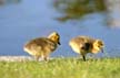 Canadian Geese, Canada Stock Photos