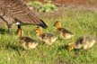 Canadian Geese, Canada Stock Photos