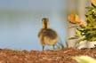 Canadian Geese, Canada Stock Photos