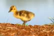 Canadian Geese, Canada Stock Photos