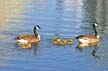 Canadian Geese, Canada Stock Photos