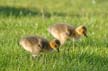 Canadian Geese, Canada Stock Photos