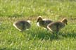 Canadian Geese, Canada Stock Photos