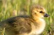 Canadian Geese, Canada Stock Photos