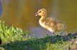 Canadian Geese, Canada Stock Photos