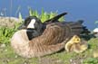 Canadian Geese, Canada Stock Photos