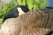 Canadian Geese, Canada Stock Photos