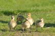 Canadian Geese, Canada Stock Photos