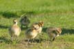 Canadian Geese, Canada Stock Photos