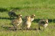 Goose Friends, Canada Stock Photos