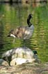 Canadian Goose, Canada Stock Photos