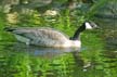 Canadian Goose, Canada Stock Photos