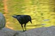 Birds, Canada Stock Photos