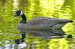 Canadian Goose, Canada Stock Photos