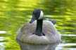 Canadian Goose, Canada Stock Photos