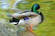 Mallard Duck, Canada Stock Photos