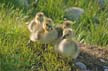 Four Goose, Canada Stock Photos